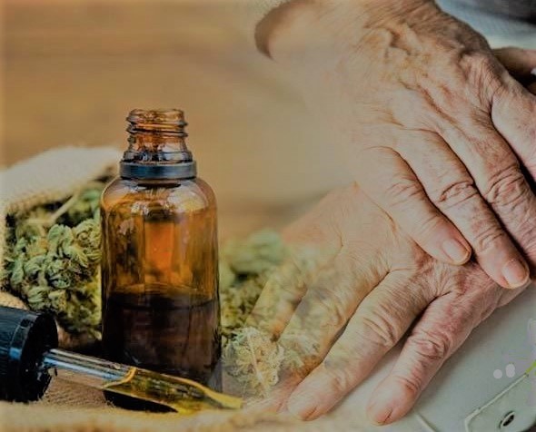 cannibidiol buds and extract next to elderly hands
